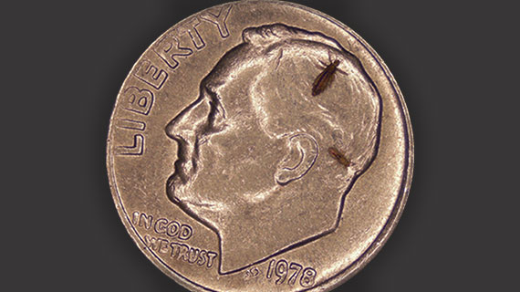 size-of-lice